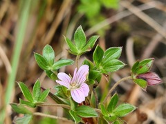 Geranium sibbaldioides sibbaldioides