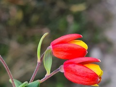 Bomarea linifolia