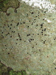 Buellia trachyspora