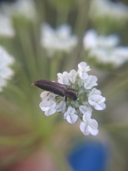 Agrilaxia brunneipennis