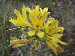 Calostemma luteum