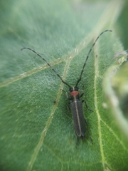 Apagomerella versicolor