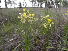 Calostemma luteum