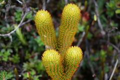 Phlegmariurus hystrix