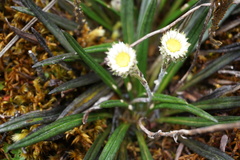 Oritrophium peruvianum