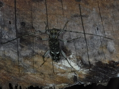 Phacodes