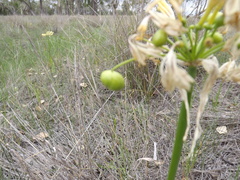 Calostemma luteum