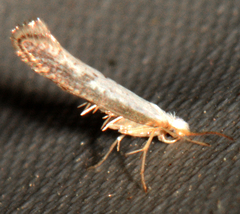 Argyresthia subreticulata