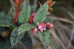 Vaccinium floribundum
