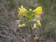 Calostemma luteum