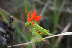 Castilleja fissifolia