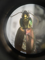 Agonum cupreum