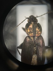 Agonum cupreum