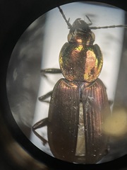 Agonum cupreum