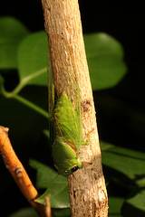 Glaucopsaltria viridis