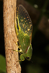 Glaucopsaltria viridis