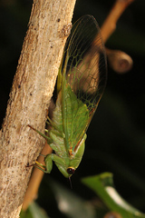 Glaucopsaltria viridis