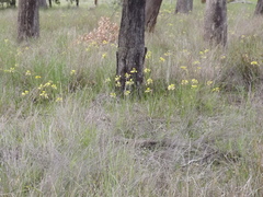 Calostemma luteum