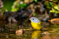 Leiothlypis ruficapilla