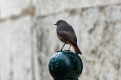 Phoenicurus ochruros