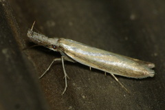 Pleurota aristella