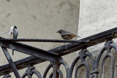 Phoenicurus ochruros