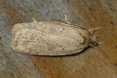 Agonopterix subpropinquella