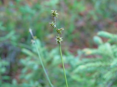 Carex atlantica atlantica