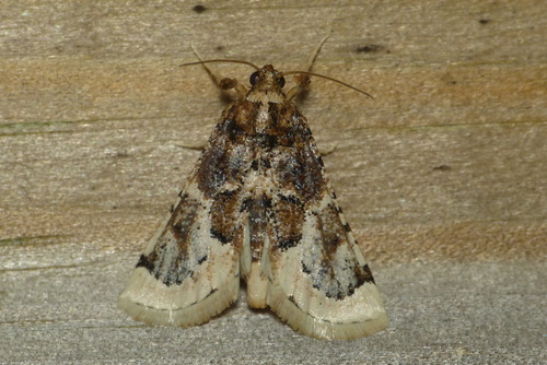 Loryma egregialis