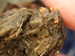 Holacanthella spinosa