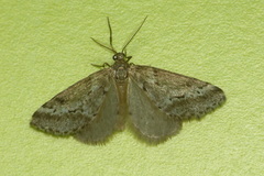 Eumannia oranaria