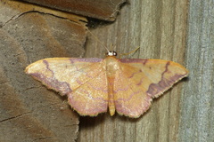 Idaea ostrinaria