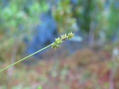 Carex atlantica atlantica