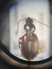 Agonum retractum