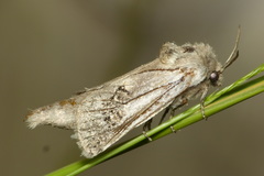Parahypopta caestrum
