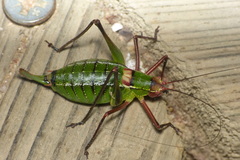 Barbitistes fischeri