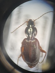 Agonum retractum