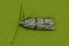 Symmocoides oxybiella