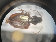 Agonum retractum