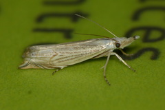 Metacrambus carectellus