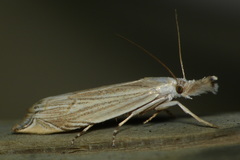 Metacrambus carectellus