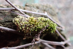 Sematophyllum adnatum