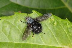 Bombyliomyia