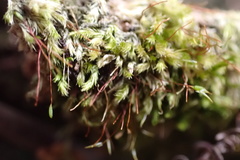 Sematophyllum adnatum