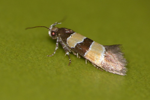 Goidanichiana jourdheuillella