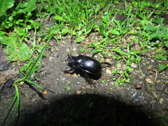 Ceratophyus hoffmannseggi