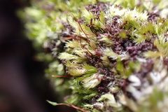 Sematophyllum adnatum