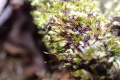 Sematophyllum adnatum