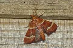 Stemmatophora combustalis