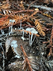 Coprinopsis stercorea